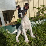 Un Ratshi Terrier au pelage tricolore, assis sur un terrain herbeux 