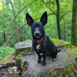 Un Ratshi Terrier au pelage bicolore, assis sur un tronc d'arbre et portant un collier autour du cou
