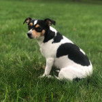 Un Ratshi Terrier au pelage tricolore, assis sur un terrain herbeux et semblant détendu 