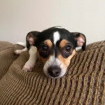 Un Ratshi Terrier au pelage tricolore, allongé sur un canapé 