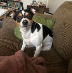 Un Ratshi Terrier au pelage tricolore, assis sur un canapé et regardant vers la caméra 