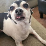 Un Ratshi Terrier au pelage bicolore, allongé sur un tapis 