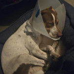 Un Ratshi Terrier au pelage tricolore, allongé et portant un carcan 