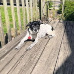 Un Ratshi Terrier au pelage bicolore, allongé sur un plancher et portant un collier autour du cou 