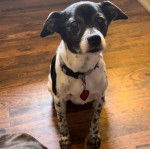 Un Ratshi Terrier au pelage bicolore, assis sur un plancher et portant un collier autour du cou 