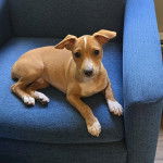 Un Ratshi Terrier au pelage bicolore, allongé sur un canapé