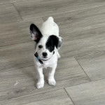 Un Ratshi Terrier au pelage bicolore, sur un sol carrelé et portant un collier autour du cou