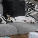 Un Ratshi Terrier au pelage bicolore, allongé sur un canapé et portant un collier autour du cou 