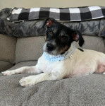 Un Ratshi Terrier au pelage bicolore, allongé sur un canapé et portant un collier autour du cou