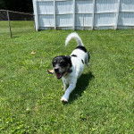 Un Ratshi Terrier au pelage bicolore, marchant sur un terrain herbeux et portant un collier autour du cou