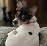 Un Ratshi Terrier au pelage tricolore, allongé et portant un collier autour du cou