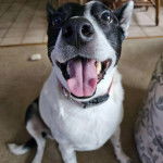 Un Ratshi Terrier au pelage bicolore, assis et portant un collier autour du cou 