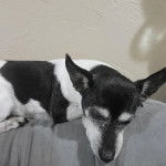 Un Ratshi Terrier au pelage bicolore, allongé sur un canapé 