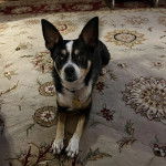 Un Ratshi Terrier au pelage tricolore, allongé sur un lit et portant un collier autour du cou