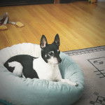 Un Ratshi Terrier au pelage bicolore, allongé dans un panier 