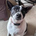 Un Ratshi Terrier au pelage bicolore, assis sur une moquette et portant un collier autour du cou 