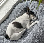Un Ratshi Terrier au pelage bicolore, allongé dans un panier et semblant dormir 