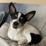 Un Ratshi Terrier au pelage bicolore, allongé sur un canapé et regardant vers la caméra 