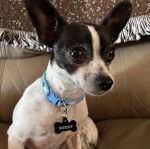 Un Ratshi Terrier au pelage bicolore, assis sur un canapé et portant un collier autour du cou 