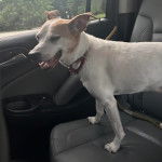 Un Ratshi Terrier au pelage bicolore, sur le siège d'une voiture et portant un collier autour du cou 