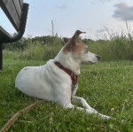 Un Ratshi Terrier au pelage bicolore, allongé sur un terrain herbeux et portant un harnais 