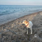 Un Ratshi Terrier au pelage bicolore, sur une surface rocailleuse et qui est tenu en laisse