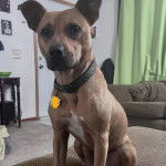 Un Ratshi Terrier au pelage bicolore, assis sur un canapé et portant un collier autour du cou 