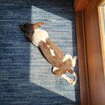 Un Ratshi Terrier au pelage bicolore, allongé sur un tapis 