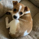 Un Ratshi Terrier au pelage bicolore, allongé et regardant vers la caméra 