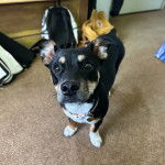 Un Ratshi Terrier au pelage tricolore, sur une moquette et portant un collier autour du cou
