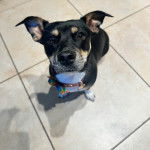 Un Ratshi Terrier au pelage tricolore, assis sur un sol carrelé et portant un collier autour du cou