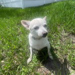 Un Ratshi Terrier au pelage blanc, assis sur un terrain herbeux et portant un collier autour du cou 