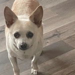 Un Ratshi Terrier au pelage bicolore, sur un plancher et portant un collier autour du cou