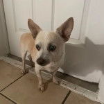 Un Ratshi Terrier au pelage bicolore, se tenant à quatre pattes devant une porte 