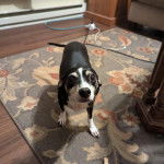 Un Ratshi Terrier au pelage tricolore, sur un tapis  