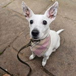 Un Ratshi Terrier au pelage blanc, assis sur un sol en béton et qui est tenu en laisse 