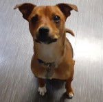 Un Ratshi Terrier au pelage bicolore, assis sur un plancher et portant un collier autour du cou 
