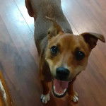 Un Ratshi Terrier au pelage bicolore, sur un blancher et ayant la gueule ouverte 