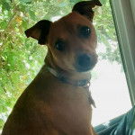 Un Ratshi Terrier au pelage bicolore, assis et portant un collier autour du cou