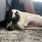 Un Ratshi Terrier au pelage bicolore, allonggé sur une moquette et regardant la caméra 