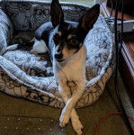 Un Ratshi Terrier au pelage tricolore, allongé dans un panier et regardant la caméra 