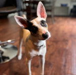 Un Ratshi Terrier au pelage bicolore, sur un plancher et portant un collier autour du cou