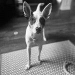 Un Ratshi Terrier au pelage bicolore, sur un tapis  et portant un collier autour du cou