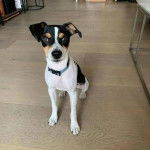 Un Ratshi Terrier au pelage tricolore, assis sur un plancher et portant un collier autour du cou