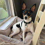 Un Ratshi Terrier au pelage tricolore, allongé dans un panier et portant un collier autour du cou