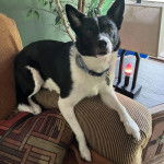 Un Ratshi Terrier au pelage bicolore, allongé sur un canapé et portant un collier autour du cou