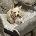 Un Ratshi Terrier au pelage bicolore, allongé dans un panier et portant un collier autour du cou