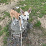 Un Ratshi Terrier au pelage bicolore, sur un tronc d'arbre et qui est tenu en laisse 