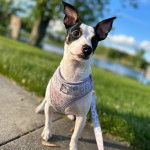 Un Ratshi Terrier au pelage bicolore, sur un trottoir et portant un harnais 