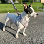 Un Ratshi Terrier au pelage bicolore, sur une surface bitumée et qui est tenu en laisse 